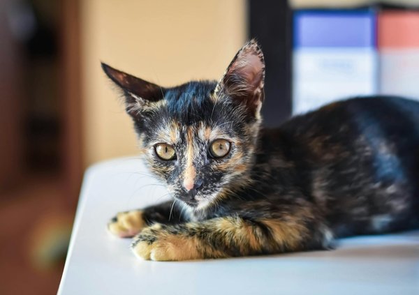 Les cafés à chats les plus populaires dans le monde