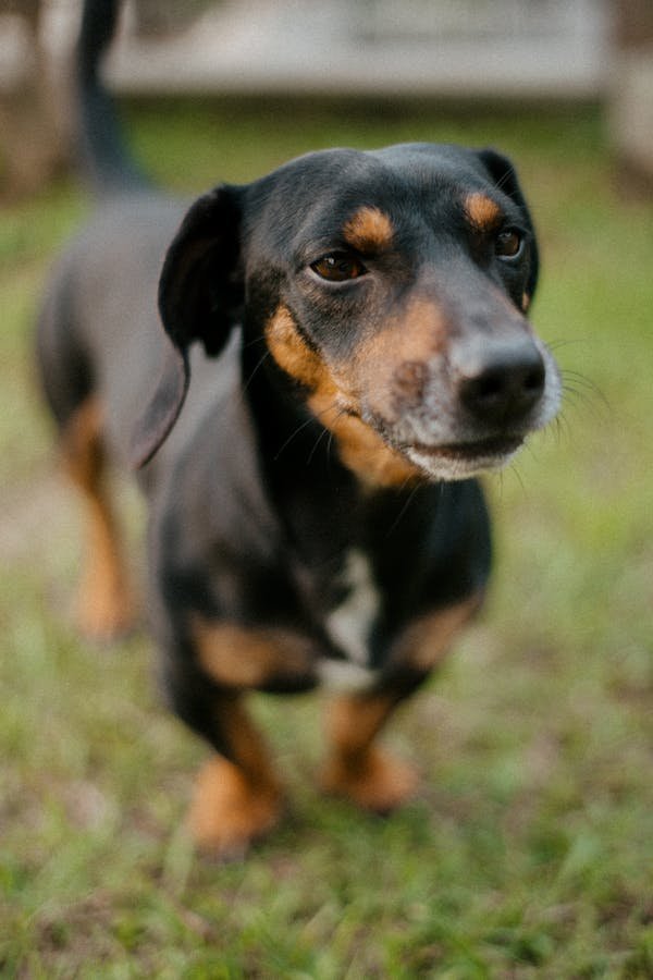 Les races de chiens originales à adopter pour un compagnon unique